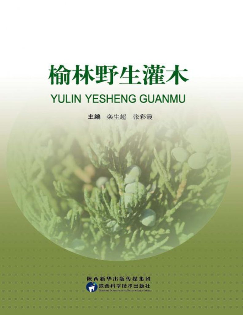 榆林野生灌木